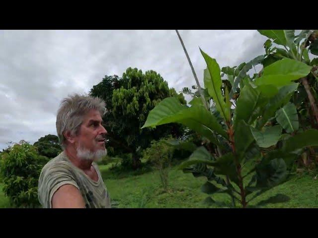 Some of the fruit trees already in the ground from Seeds of the world; Thanks Don, Wia and Angelo!