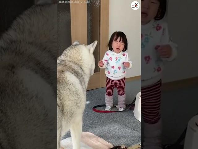 (ENG sub)Little sister started crying... and that's when Husky took the kindest action #Shorts