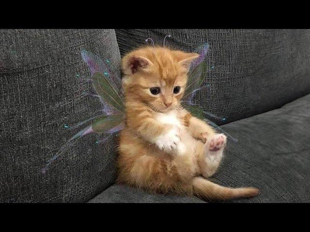 21 minutes of adorable cats and kittens videos to keep you smiling 