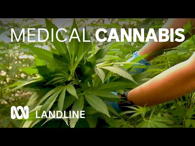 Boom in use of medical cannabis in Australia  | Landline | ABC Australia