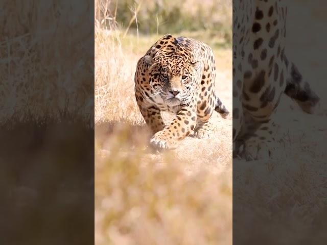 leopard look his eyes concentrate the beast mood 