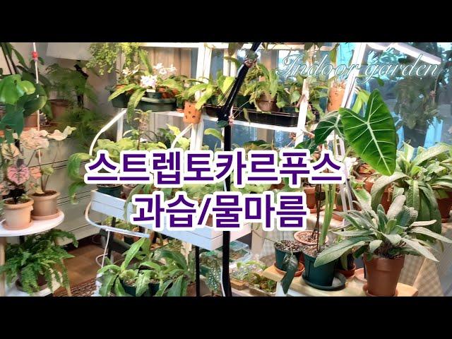 물시중이 힘들어요/스트렙토카르푸스 과습 증상/물마름 증상