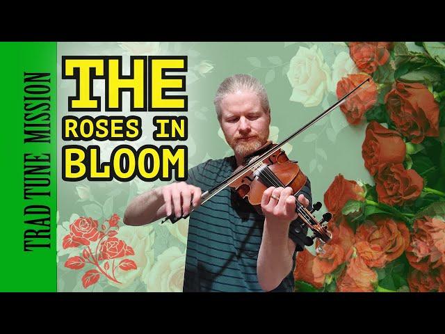 The Roses in Bloom | Irish Traditional Music | Celtic Music | Fiddle Music