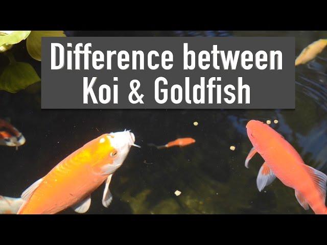 Difference between Koi & Goldfish