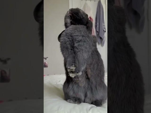 Cute bunny  