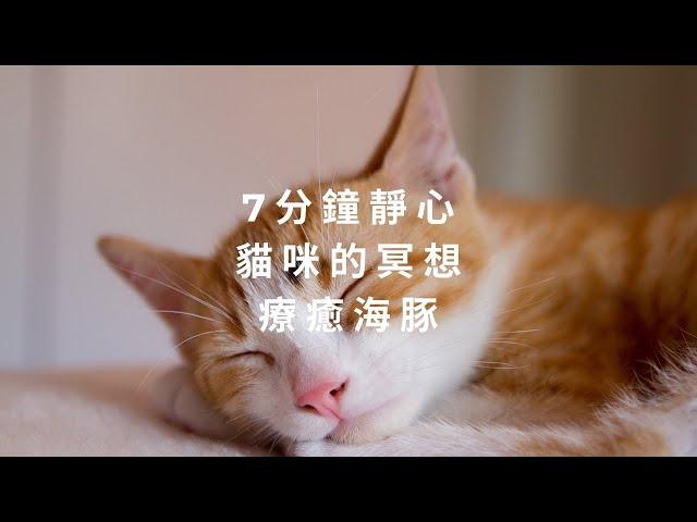 7 分鐘靜心 | 貓的冥想 | 療癒海豚