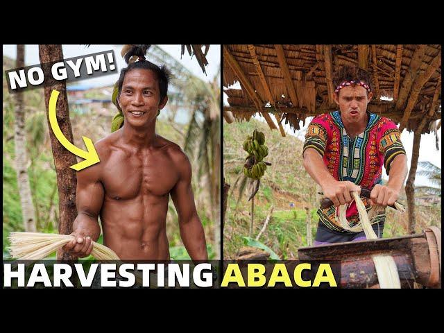 HARVESTING ABACA - Hardest Job In The Philippines? (Typhoon Destroys Farms In Bicol)