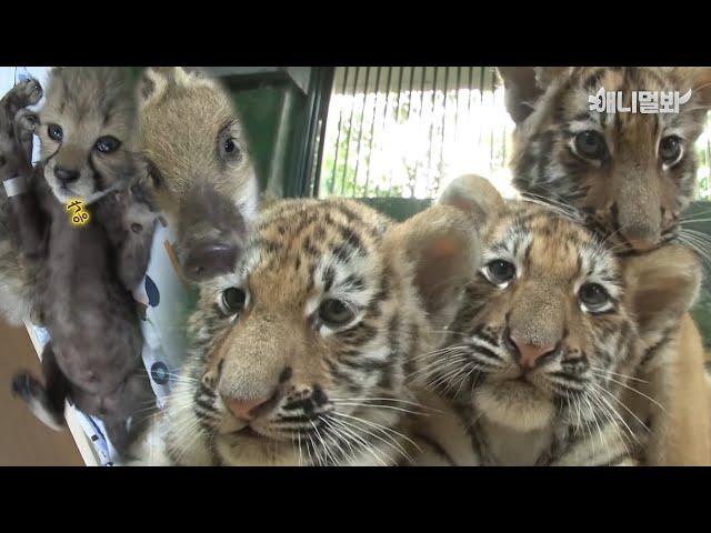 [아기 맹수 성장시리즈]아기호랑이,치타 맹수되기 전 귀여운 꼬물이 시절ㅣBaby Beast Completion]cute  baby tiger and baby Chita's.