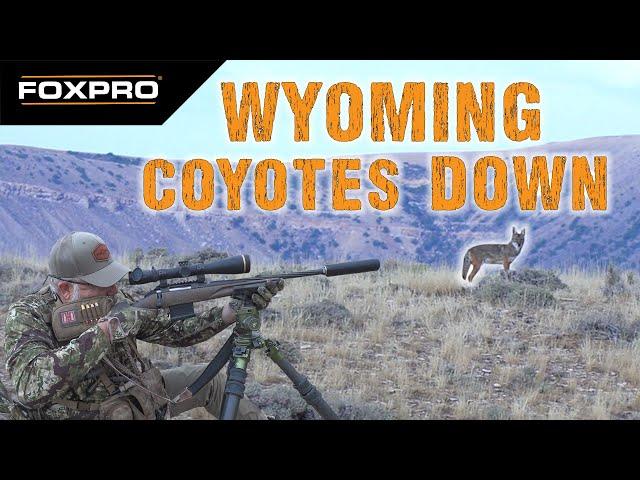 Ruger American Gen. II vs. Big Wyoming Coyotes