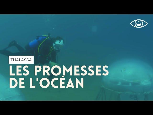 Les promesses de l'océan - Thalassa