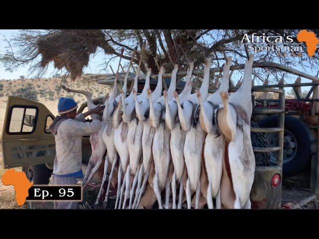 Springbuck cull in the Kalahari - Africas Sportsman Show Ep 95