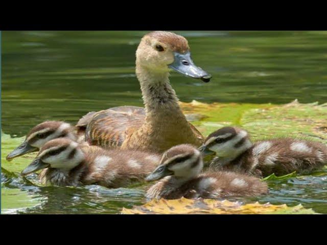 Baby Duckling of Lesser whistling duck..#birds #animals #duck #duckling #feeding #motherbird