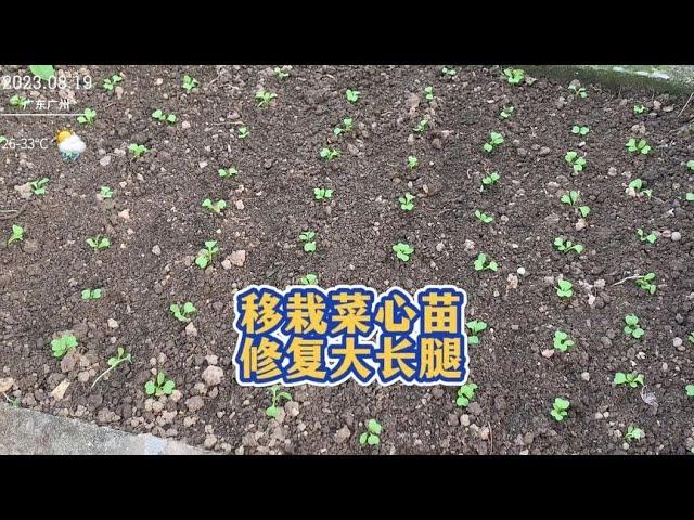 楼顶种菜之移栽菜心苗，育苗长出大长腿也没关系，一招搞定