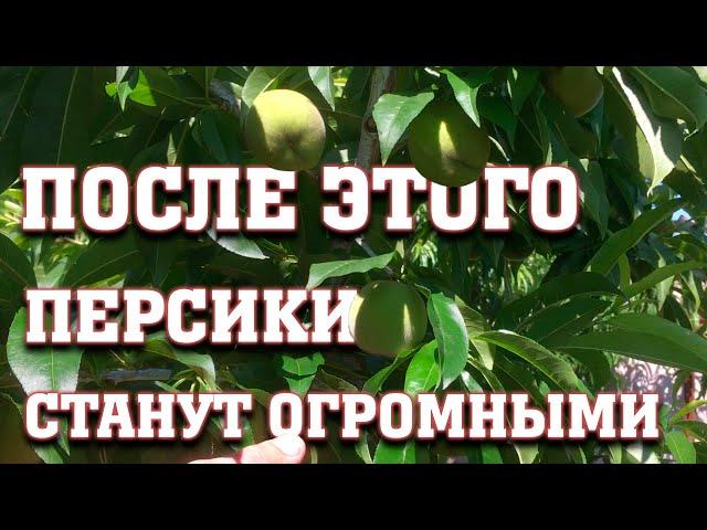 После этого персики станут огромными, вкусными и красивыми!!!