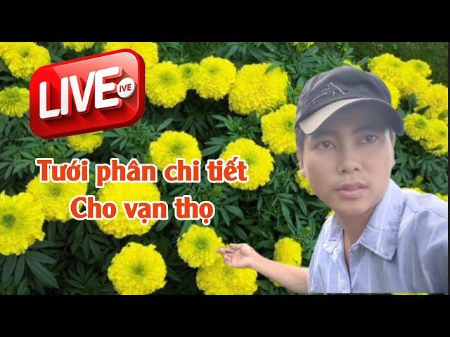 vạn thọ mới lên có nên tưới phân không - huỳnh thủy tinh vlog