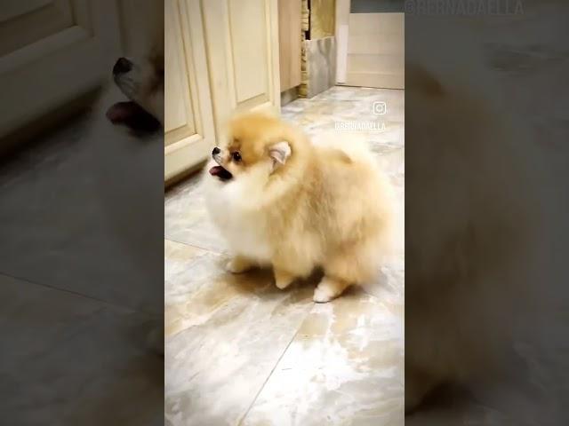 померанский шпиц! 4 мес 89031200386 (https://t.me/bernadElla)