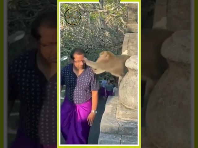 A monkey snatches a tourist's eyeglasses