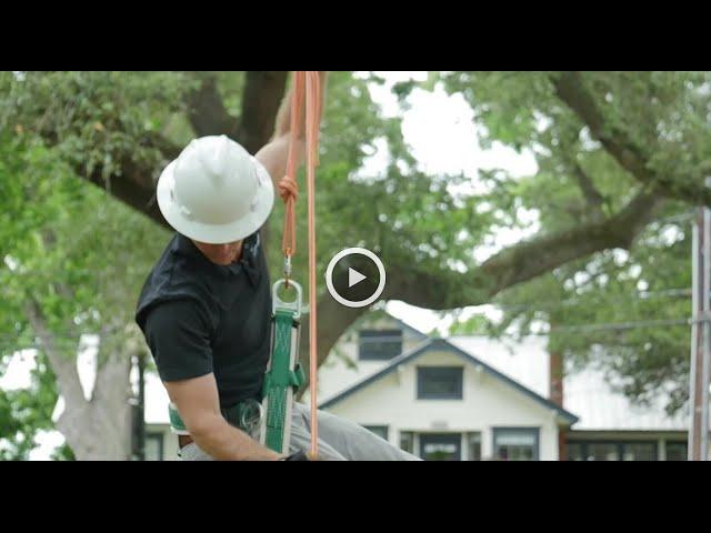 The Urban Foresters' President, Grant Crowell discusses crown cleaning as a tree trimming operation