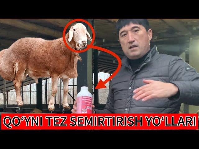 QOʻY BOQISH SIRLARI Zohidjon Xakimovdan️️