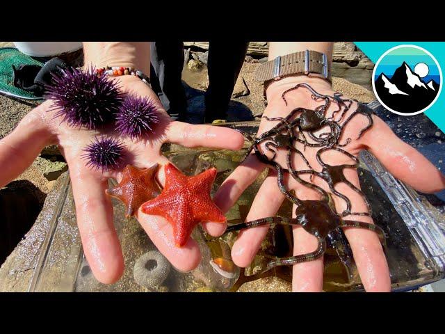 Make a Tide Pool Aquarium for #CampYouTube! #WithMe