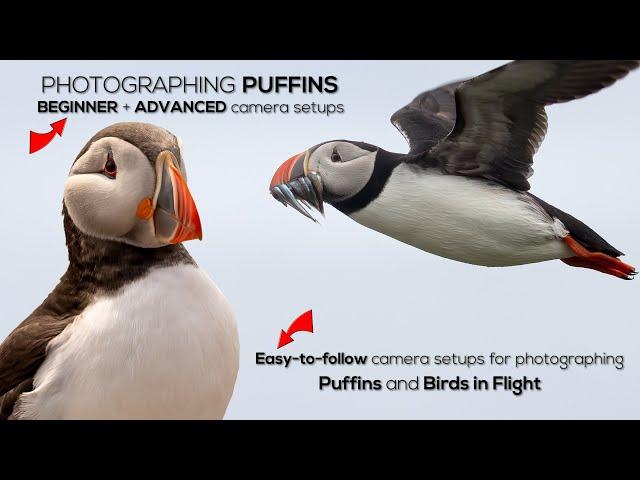 How to Photograph Birds in Flight BEGINNER + ADVANCED camera setups.