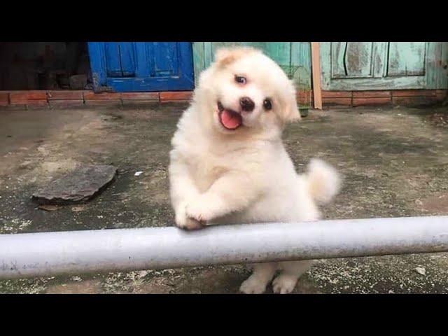 The world’s CUTEST PUPPIES of 2024 are here to make you LAUGH! 