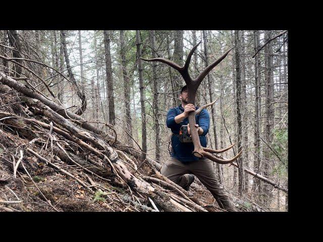 GIANTS ONLY!!! Huge elk sheds! 400" single and season highlights      4K