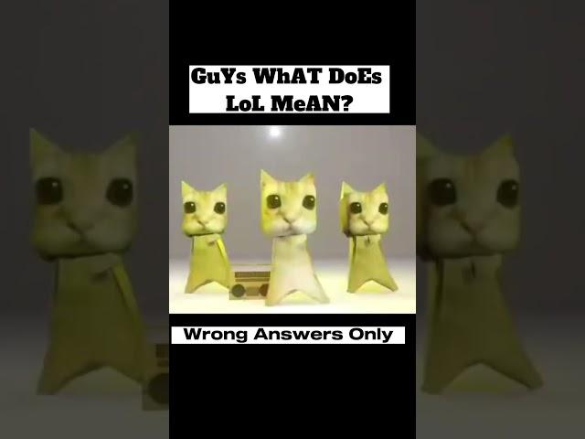 When I met you in the summer el gato cat meme #memes #fyp #shorts #trending #viral #cat #song #meme