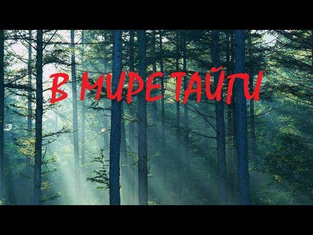 В МИРЕ ТАЙГИ