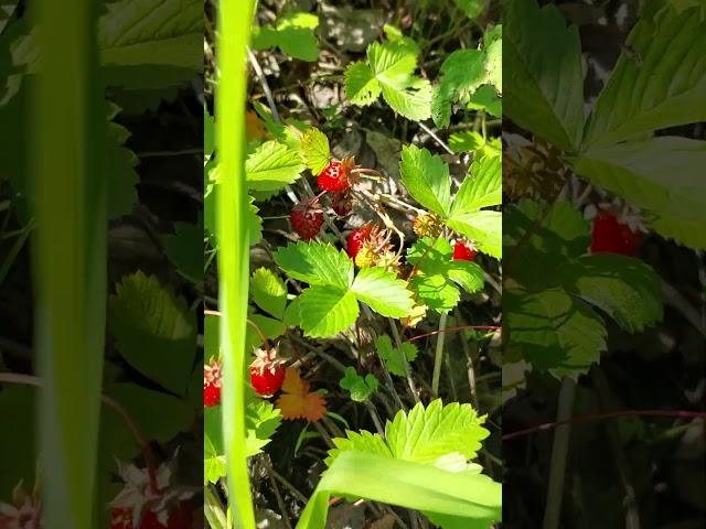 Лето в Сибири #nature #лето #лес #отдых #berries