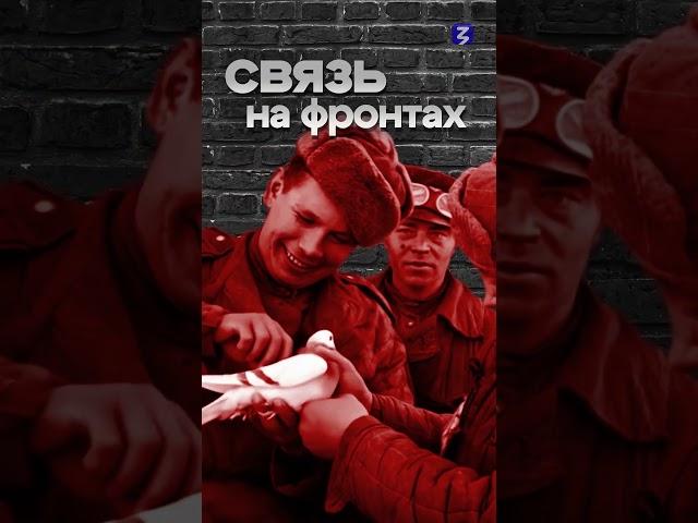 Редкие профессии ВОВ #shorts