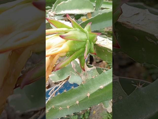 Dragon fruit growing up at home garden  #shorts #dragon