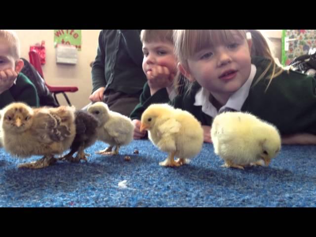 Pupils at Sneyd Green Primary School with their Easter chicks