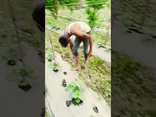 #shortvideo #farming #farmingideas #urbanagriculture #vairal #agriculture #farmerlife #urbangardenin