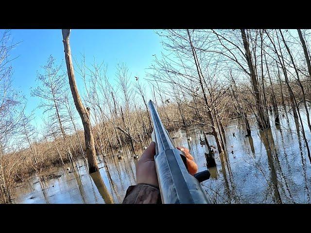 Arkansas TIMBER FLOOD OUT Duck Hunting