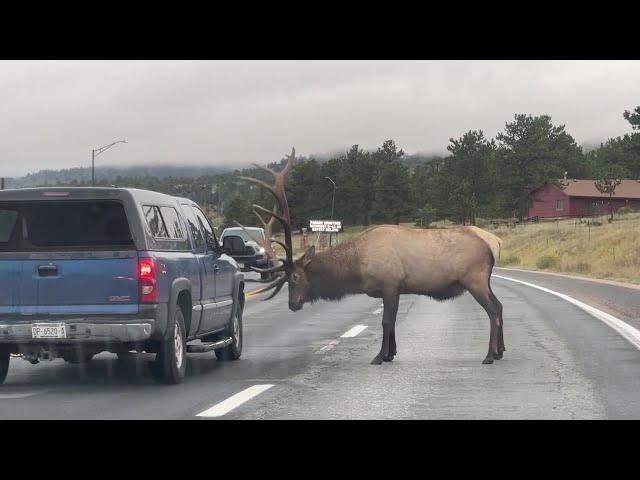 Bull elk attacks truck in Estes Park