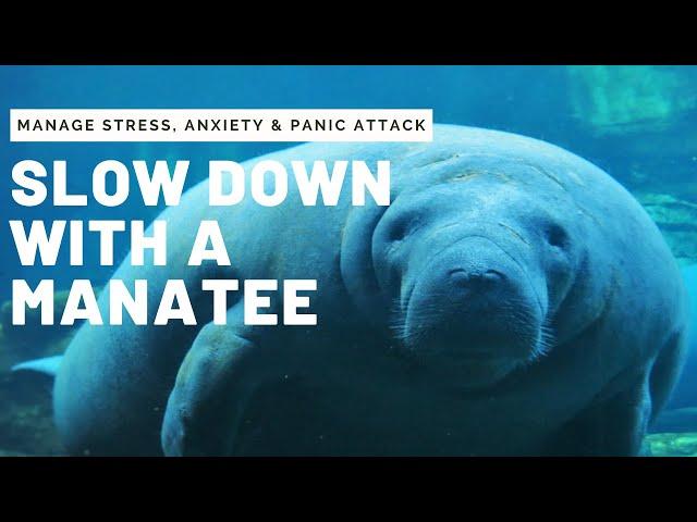 Graceful Manatee Swim Video for Anxiety, Stress, Panic Attack, Depression | Relaxing Music For Study