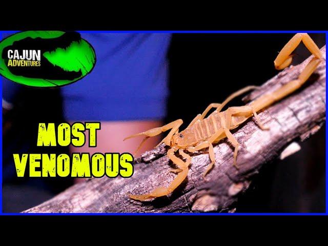 America's Most VENOMOUS Scorpion! - The Arizona Bark Scorpion