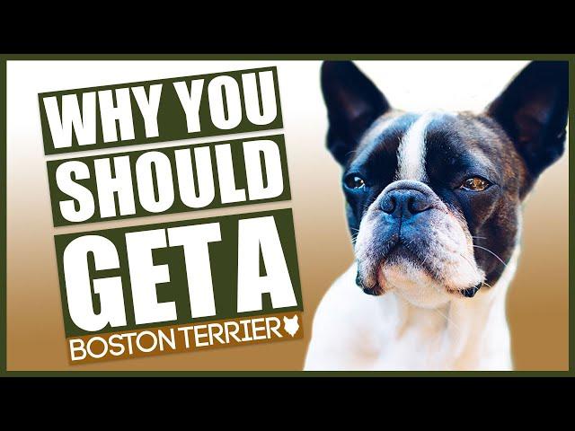 BOSTON TERRIER! 5 Reasons Why YOU SHOULD Get A Boston Terrier!