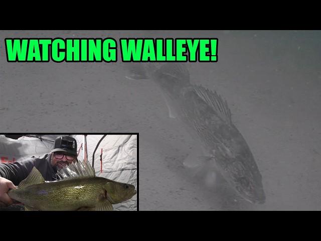 Sight Fishing Walleye and Ice Fishing Underwater Camera!