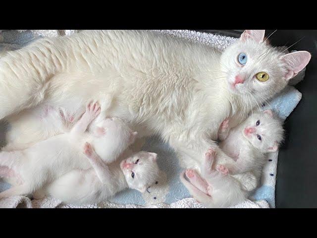 Rescuing a mom cat and her kittens