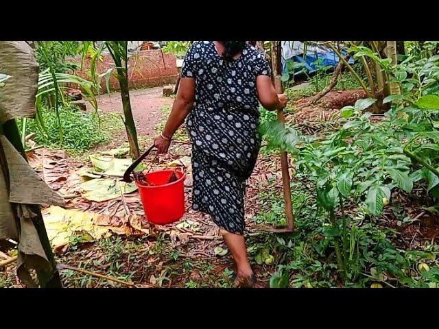 ലതക്ക് കിഴങ്ങ് തിന്നാൻ ആശ തോന്നി കിളച്ചു കൊണ്ടുവന്നപ്പോൾ 