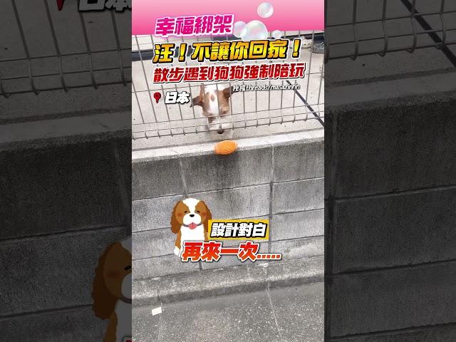 幸福綁架汪！不讓你回家！　散步遇到狗狗強制陪玩  @Truemii #狗狗 #萌寵 #日本 #散步 #寵物 #可愛 #療癒 #狗奴 #DOG