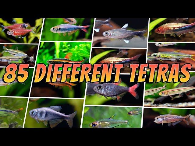 85 Best Tetra Fish Types : Rare & Common Aquarium Tetras