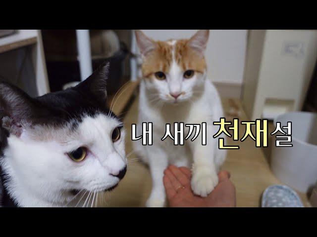 고양이 강아지 개인기 배틀