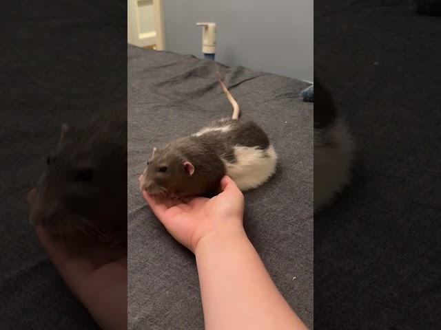 Hey, Hey, Do U want to have a rest on my hand? #pets #rat #animals #cute #cuteanimals #mouse