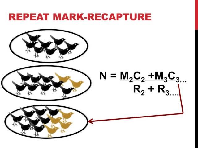 Mark recapture population estimation