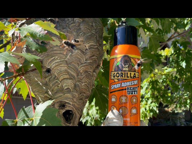 Gorilla glue spray adhesive vs Hornet nest gluing yellow jackets