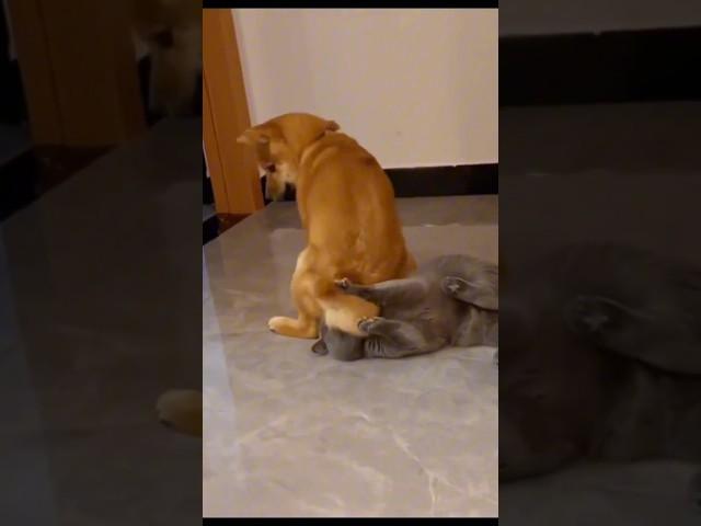 Con mèo khó ưa bị con chó ăn hiếp
