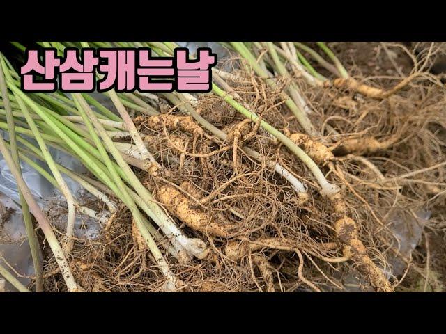 6년전 씨뿌린 직파 산양산삼  캐기